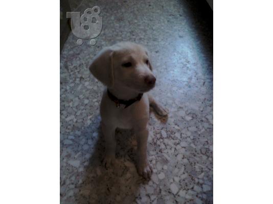PoulaTo: labrador καλλονη''